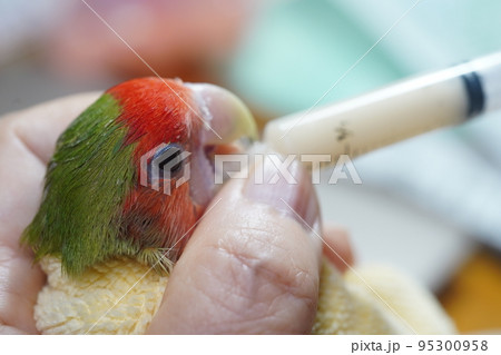 獣医 獣医師 鳥綱 95300958
