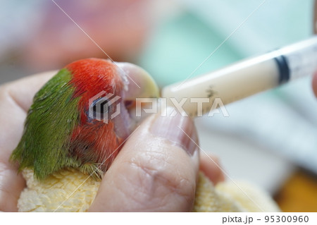 獣医 獣医師 鳥綱 95300960