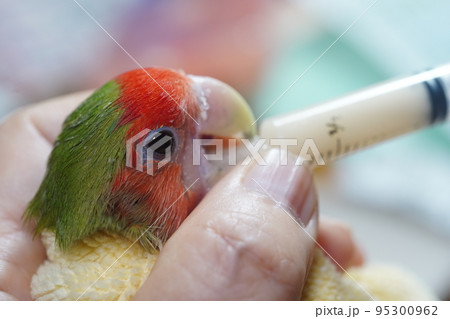 獣医 獣医師 鳥綱 95300962