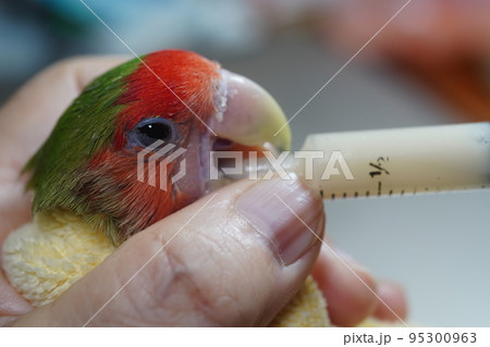 獣医 獣医師 鳥綱 95300963