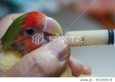 獣医 獣医師 鳥綱 95300978