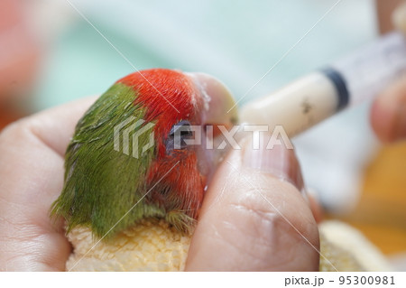 獣医 獣医師 鳥綱 95300981