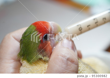 獣医 獣医師 鳥綱 95300982