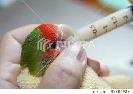 獣医 獣医師 鳥綱 95300983