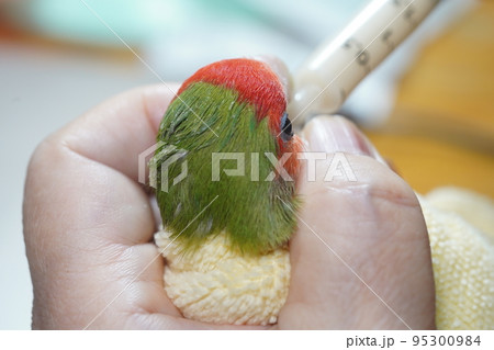 獣医 獣医師 鳥綱 95300984
