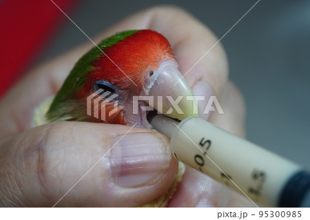 獣医 獣医師 鳥綱 95300985