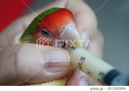 獣医 獣医師 鳥綱 95300994