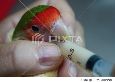 獣医 獣医師 鳥綱 95300996