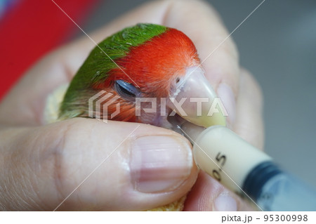 獣医 獣医師 鳥綱 95300998