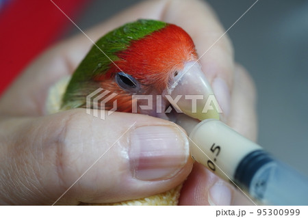 獣医 獣医師 鳥綱 95300999