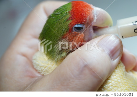 獣医 獣医師 鳥綱 95301001