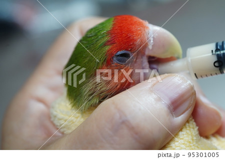 獣医 獣医師 鳥綱 95301005