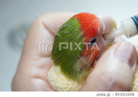 獣医 獣医師 鳥綱 95301006