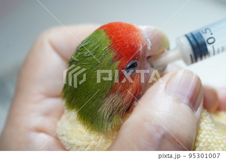 獣医 獣医師 鳥綱 95301007