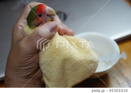 獣医 獣医師 鳥綱 95301010