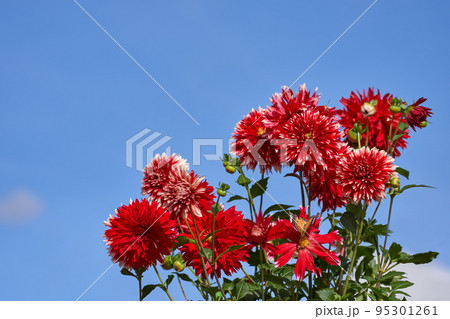 秋のイメージ、満開のアリアと青空のコピースペース 95301261