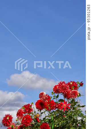 秋のイメージ、満開のアリアと青空のコピースペース 95301263
