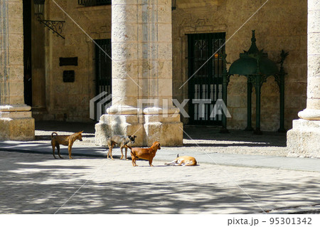 Cuba, stray dogs on the streets of Havana Cuba, stray dogs on the streets of Havana 95301342
