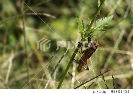 野原で草の葉をかじる茶色いバッタ 95301451