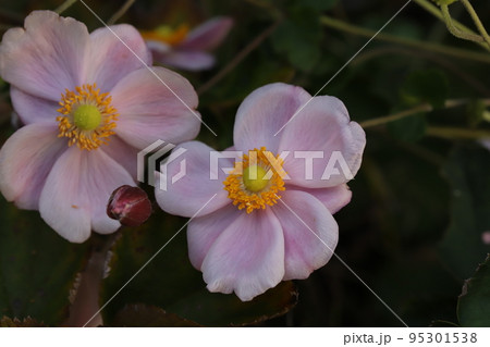 日本の秋の庭に咲く薄桃色のシュウメイギクの花 95301538