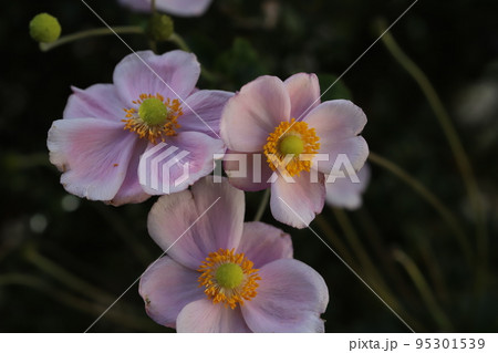 日本の秋の庭に咲く薄桃色のシュウメイギクの花 95301539