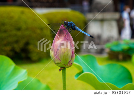 三室戸寺のあじさい園 三室戸寺のあじさい園 95301917