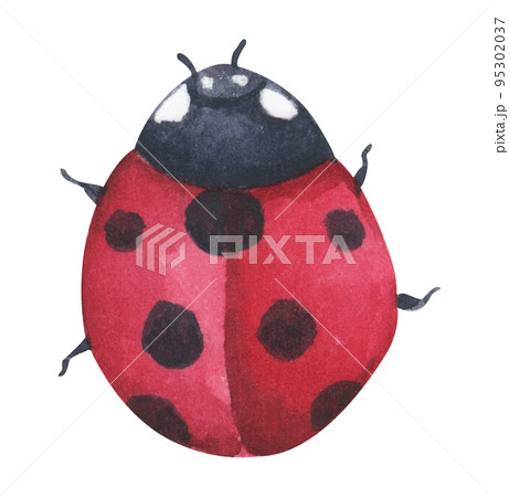Ladybugs. Watercolor illustration. 95302037