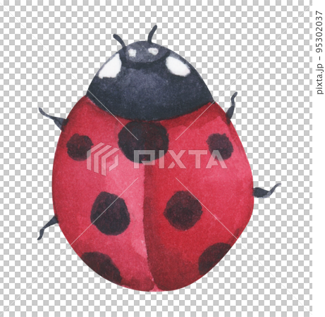 Ladybugs. Watercolor illustration. 95302037