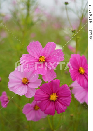 コスモス1514 95302117