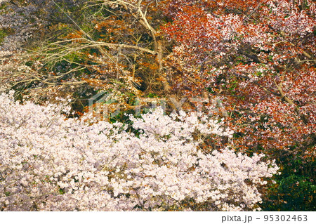 夕日に照らされるソメイヨシノとヤマザクラ5 岡山県瀬戸内市 夕日に照らされるソメイヨシノとヤマザクラ5 岡山県瀬戸内市 95302463