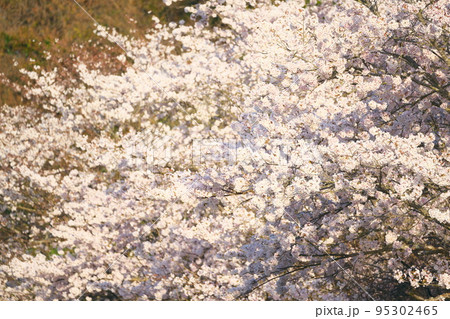 夕日に照らされるソメイヨシノ　岡山県瀬戸内市 95302465