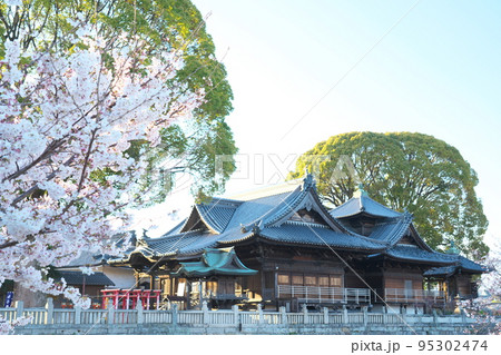 夕日に照らされる西大寺牛玉所殿とソメイヨシノ2 岡山県岡山市東区 夕日に照らされる西大寺牛玉所殿とソメイヨシノ2 岡山県岡山市東区 95302474