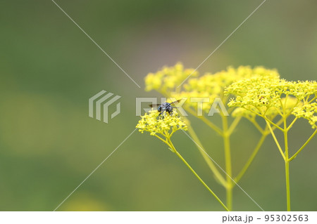 ルリモンハナバチ ルリモンハナバチ 95302563