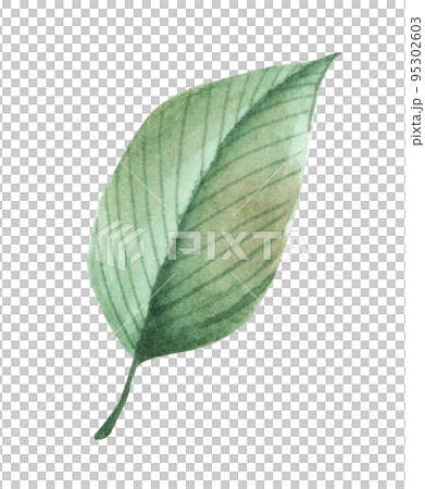 Floral. Watercolor illustration. 95302603