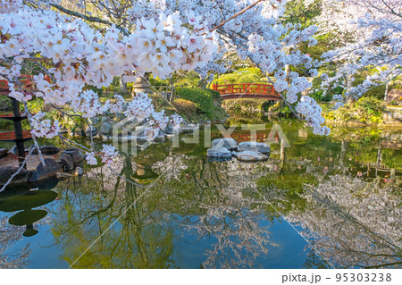 打吹公園の桜景色（倉吉市） 95303238