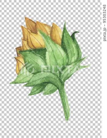 Sunflower. Watercolor floral illustration. Sunflower. Watercolor floral illustration. 95303248