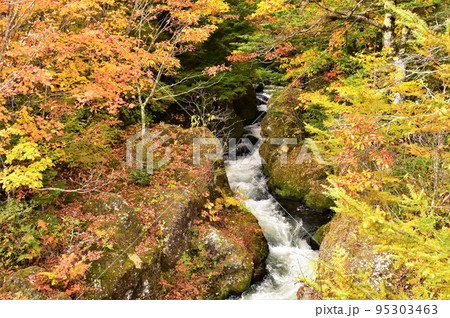 奥日光 竜頭の滝(滝上)の紅葉 95303463