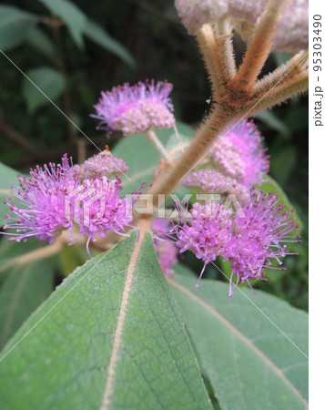 ビロードムラサキの花 Callicarpa kochianaの写真素材 [95303490] - PIXTA