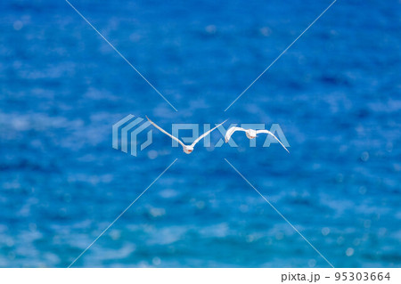 海を飛ぶコアジサシ 95303664