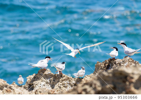 海を飛ぶコアジサシ 海を飛ぶコアジサシ 95303666