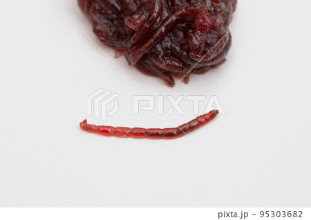アカムシ 赤虫(飼育用餌、アカムシユスリカの幼虫) アカムシ 赤虫(飼育用餌、アカムシユスリカの幼虫) 95303682