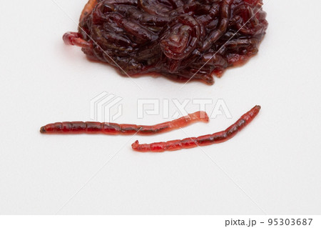 アカムシ 赤虫(飼育用餌アカムシユスリカの幼虫) アカムシ 赤虫(飼育用餌アカムシユスリカの幼虫) 95303687