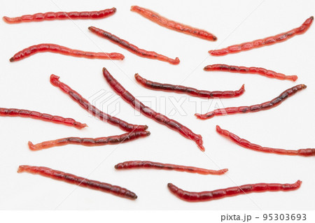 アカムシ　赤虫（飼育用餌アカムシユスリカの幼虫） 95303693