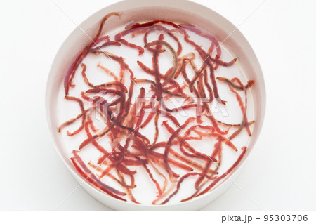 アカムシ　赤虫（アカムシユスリカの幼虫） 95303706