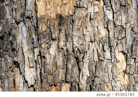 Detail of oak tree bark 95303785