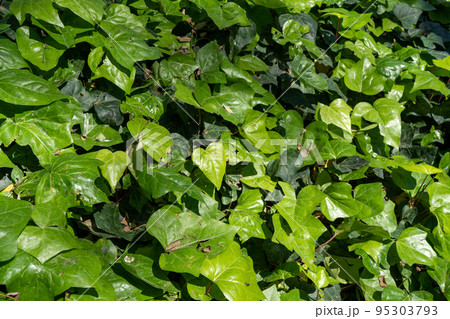 Many leafs of ivy cover a floor in public park. Green leaves Background. 95303793