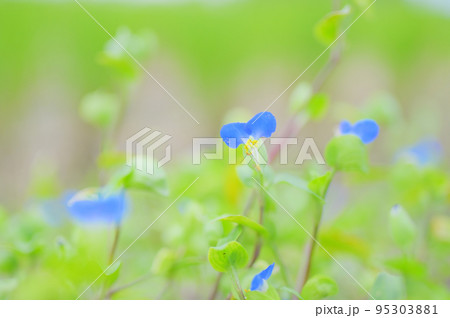 畦道に咲くツユクサの群生 95303881