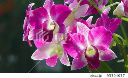 赤いランの花 蘭(1月)デンファレ01H16.9 赤いランの花 蘭(1月)デンファレ01H16.9 95304037