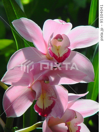 ピンク色の大きな花 蘭(2月)シンビジウム04V3.4 ピンク色の大きな花 蘭(2月)シンビジウム04V3.4 95304041