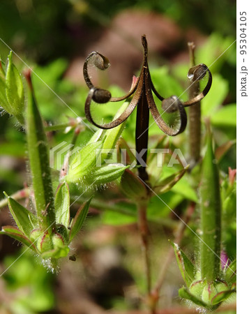 ゲンノショウコの果実　Geranium thunbergii 95304105